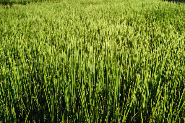 Champ de riz, vue aérienne des champs de riz