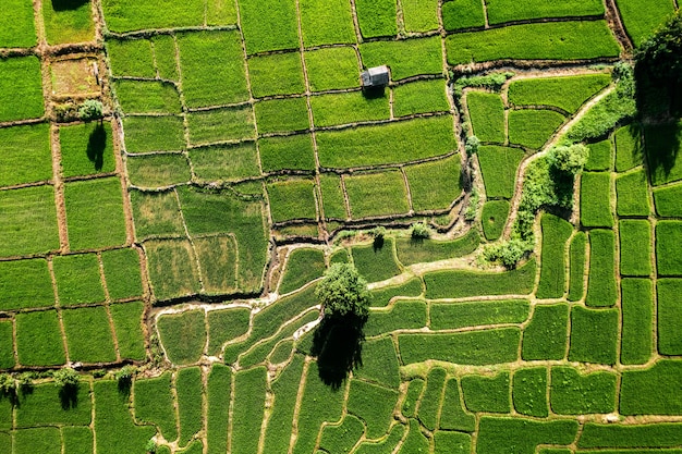 Champ de riz, vue aérienne des champs de riz