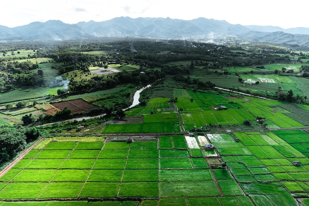 Champ de riz, vue aérienne des champs de riz