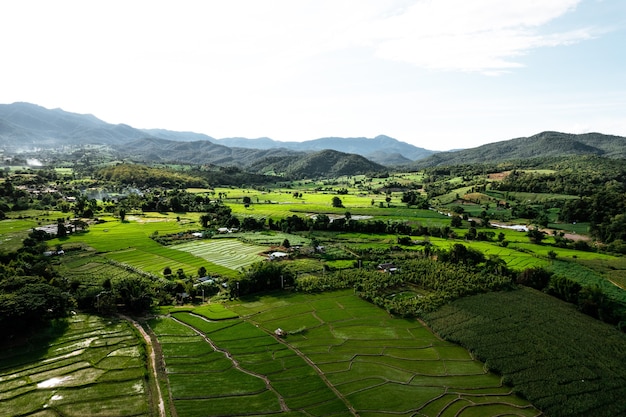 Champ de riz, vue aérienne des champs de riz