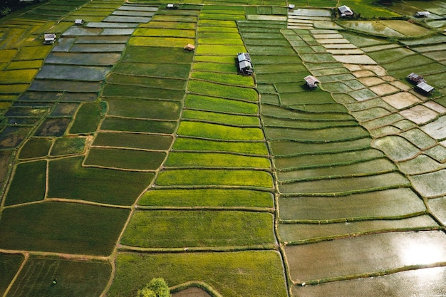 Champ de riz, vue aérienne des champs de riz