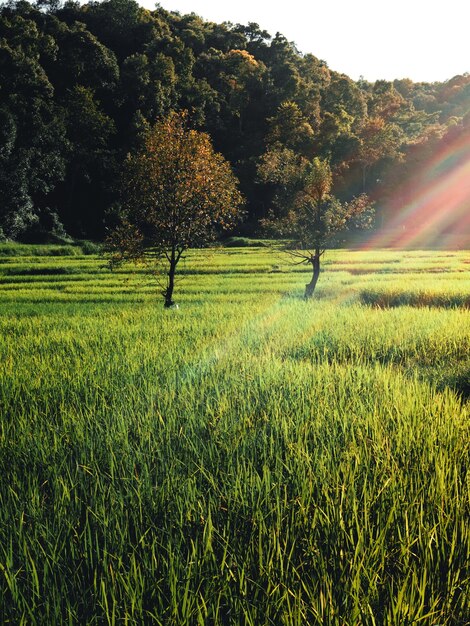 Champ de riz, vue aérienne des champs de riz