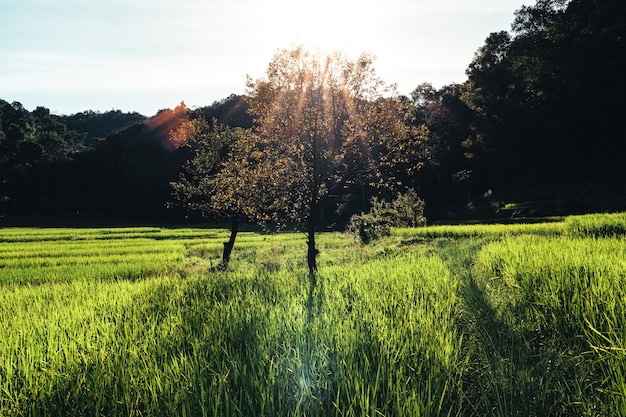 Champ de riz, vue aérienne des champs de riz