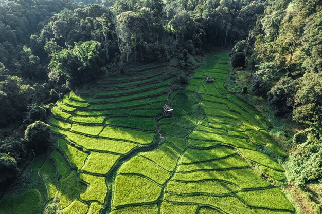 Champ de riz, vue aérienne des champs de riz