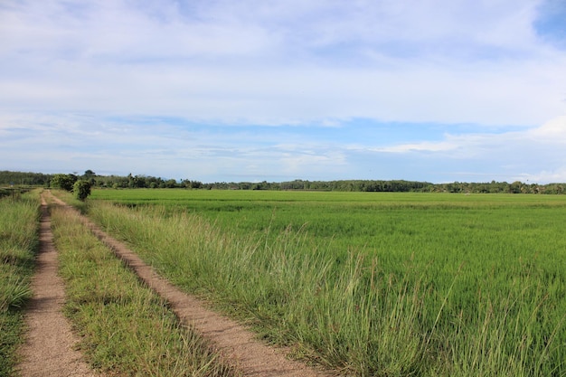 Photo le champ de riz