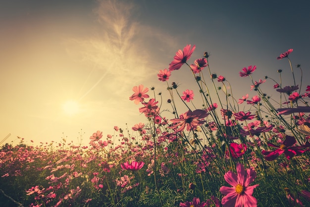 Champ rose cosmos fleur et lumière du soleil avec vintage tonique.