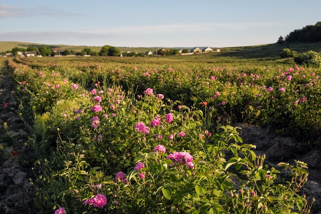 Champ de roses de damas roses en fleurs à Bakhchisaray, Crimée