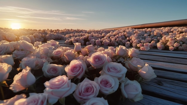 Un champ de roses avec le soleil couchant derrière lui