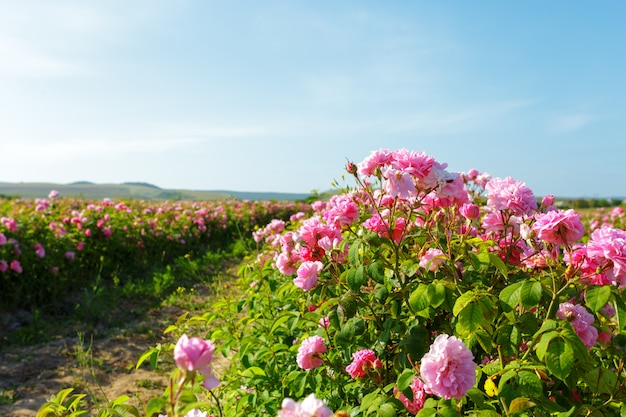 Champ de roses