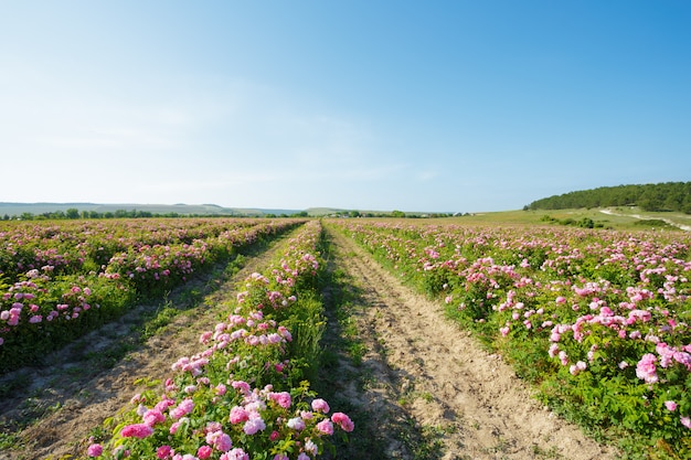 Champ de roses