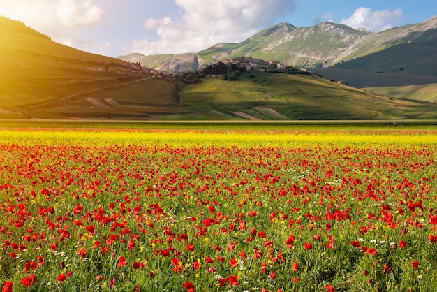 Champ rouge et jaune de fleurs sauvages en été et une petite ville sur la colline