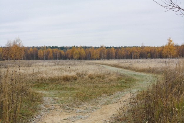 Champ, route et arbres au feuillage jaune