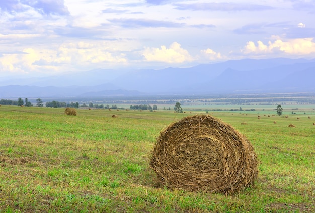 Un champ rural en été sous un ciel bleu dans les montagnes de l'Altaï. Sibérie, Russie