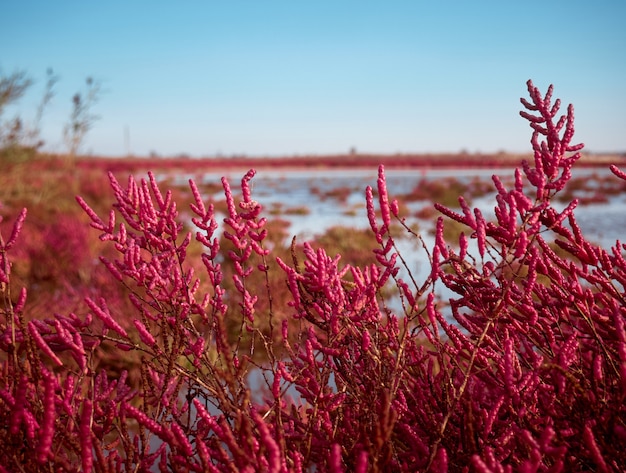 Champ avec Salicornia europa rouge. Région d'Odessa, Ukraine.