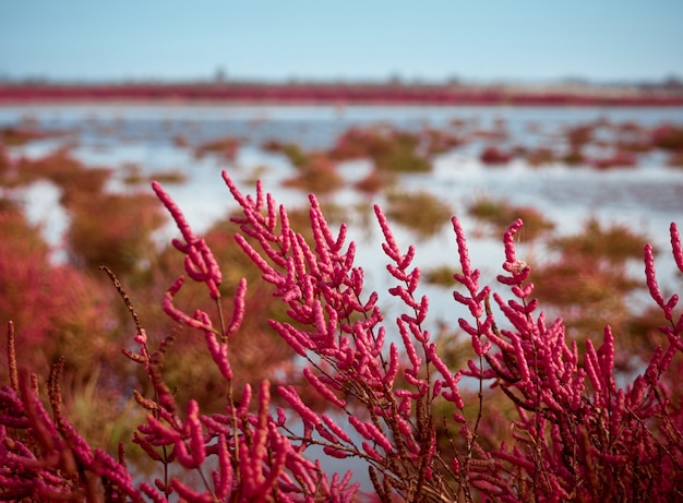 Champ avec Salicornia europa rouge. Région d'Odessa, Ukraine.