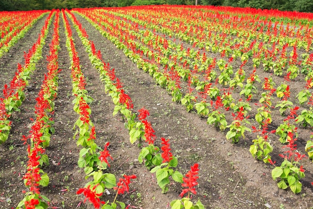 Champ de salvia