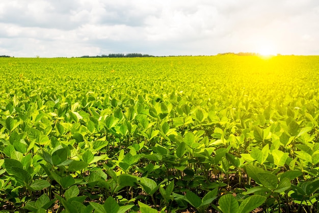Champ sans fin avec du soja Agriculture écologique idées modernes Récolte Germes de soja poussant à l'échelle industrielle Paysage d'été Fond d'écran avec le ciel bleu
