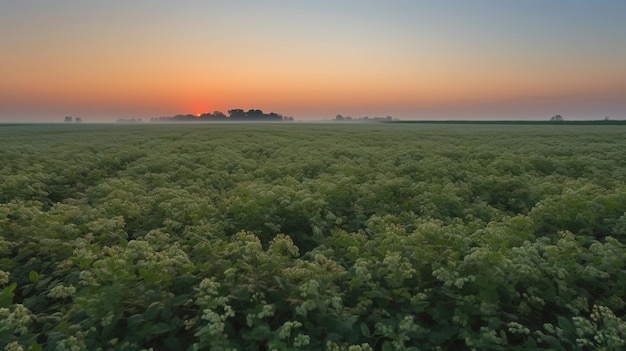 Champ de sarrasin au soleil un produit naturel de l'agriculture généré par l'IA