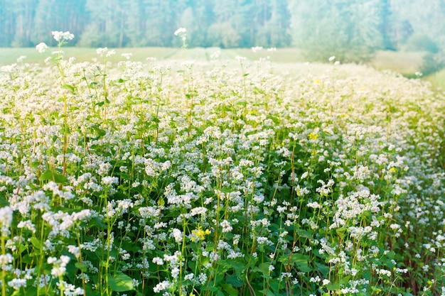 Champ de sarrasin en fleurs en été