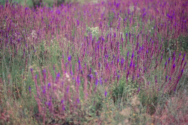 Champ de sauge en fleurs. Saison estivale, floraison de différentes herbes. Fleurs pourpres