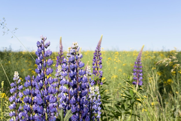 Champ sauvage vert avec des fleurs de lupin violet