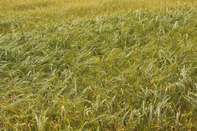 Champ de seigle de céréales