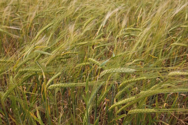 champ de seigle de céréales