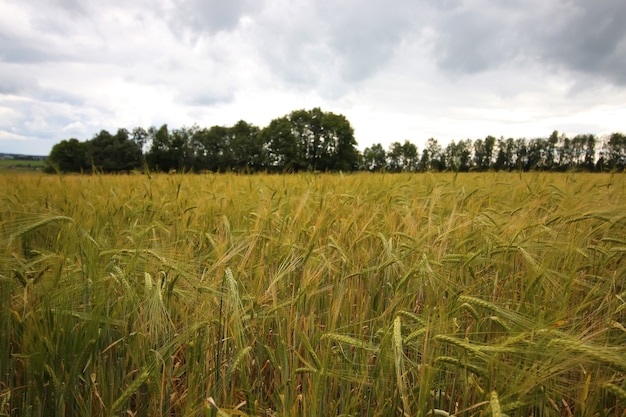 Champ de seigle de céréales