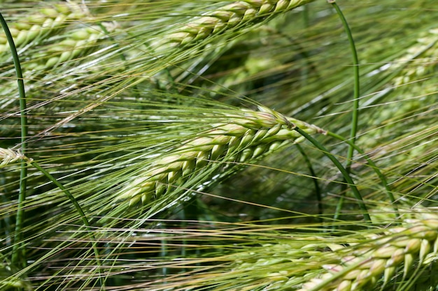 Champ de seigle avec des épillets de seigle verts non mûrs