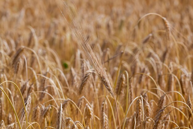 Champ de seigle jauni sur le temps de maturation