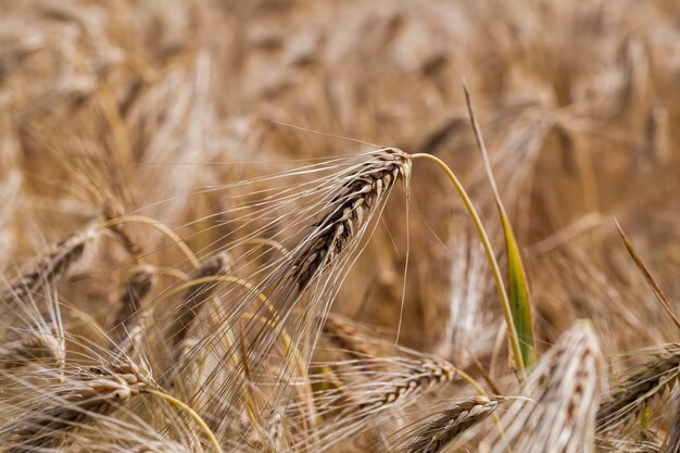 Champ de seigle jauni sur le temps de maturation