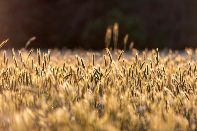 Champ de seigle mûr sur la campagne ensoleillée