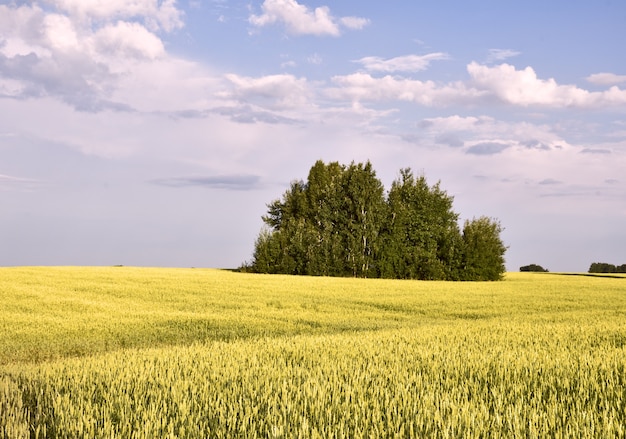 Champ de seigle mûr sous le ciel bleu