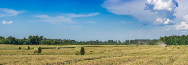 Sur le champ de seigle, le tracteur récolte du foin d'herbe fraîche