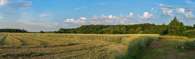 Sur le champ de seigle, le tracteur récolte du foin d'herbe fraîche