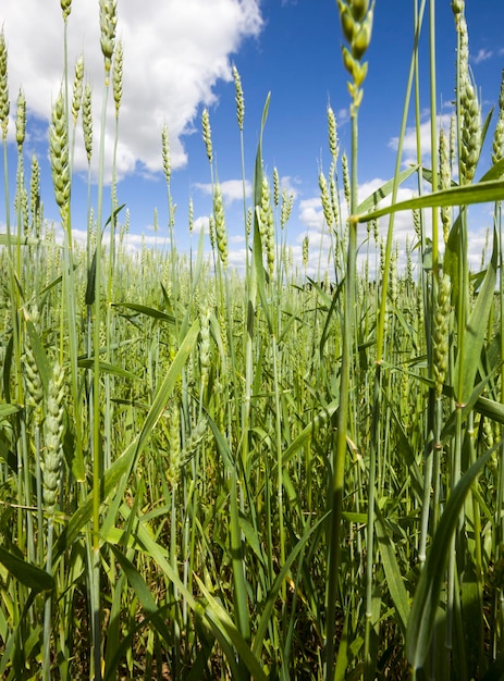 champ de seigle vert avec de l'herbe