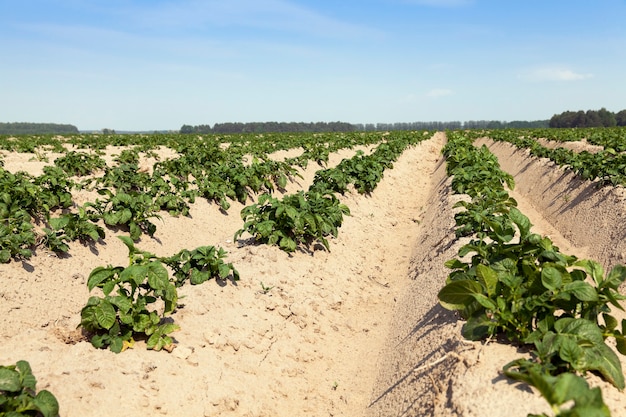 Champ de Selskohozyaysvtennoe sur lequel pousse des plants de pommes de terre vertes non mûres.