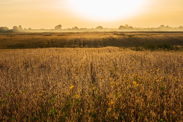 Un champ de soja mûr Un champ de soya est éclairé par le soleil