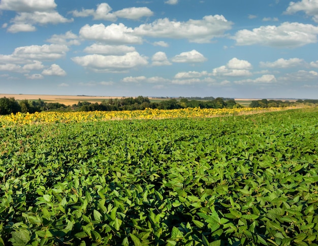 Champ de soja, période de floraison estivale et terres rurales à l'horizon