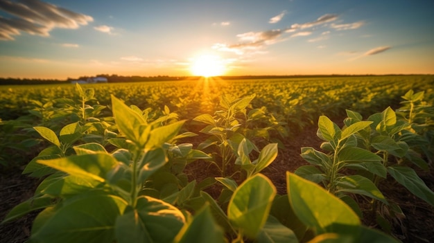 Un champ de soja avec le soleil qui se couche derrière