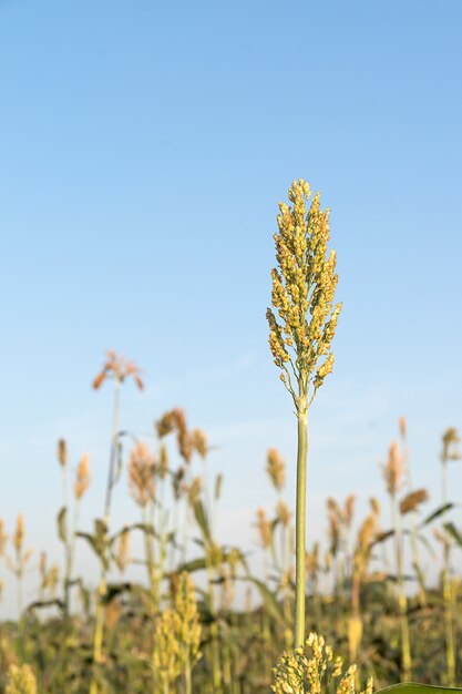 Champ de sorgho ou de millet