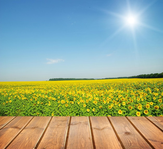 Champ sous ciel bleu plancher de planches de bois