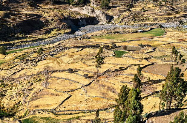 Champ en terrasses dans le canyon de colca au pérou