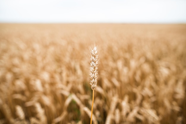 Champ de terres agricoles avec des épis de blé mûrs jaunes en journée d'été ensoleillée