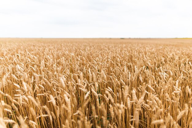 Champ de terres agricoles avec des épis de blé mûrs jaunes en journée d'été ensoleillée