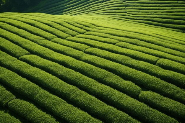 Champ de thé couleur verte texture vue de haut Scène agriculture culture de feuillage récolte Générer Ai