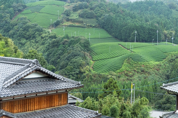 Champ de thé et maison japonaise