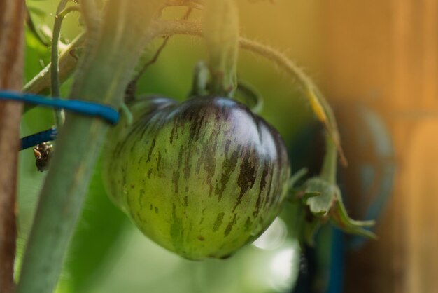 Champ de tomates Tigre de Sibérie Jardin bio avec plants de tomates