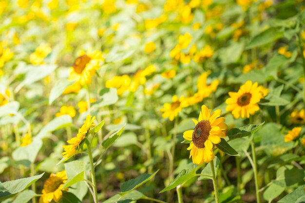 Champ de tournesol avec abeille dans le jardin