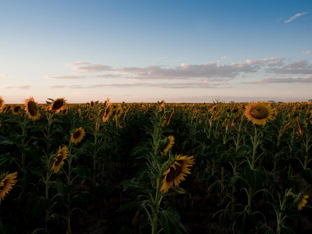 Champ de tournesol au coucher du soleil dans le Colorado.